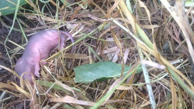 Мышь спасает детенышей смотреть онлайн