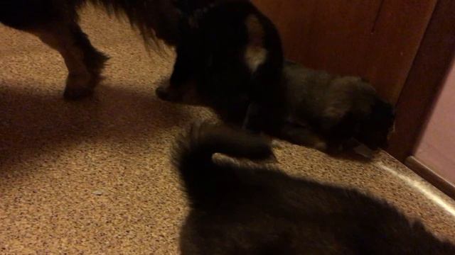 Tibetan Mastiff Puppy 6