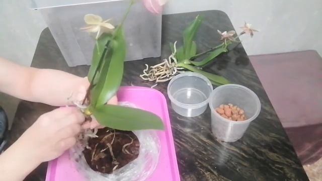 Орхидеи, два растения в одном горшке. Разделение, пересадка. ??? смотреть онлайн