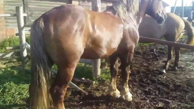 Жеребец к жеребцу привели кобылицу смотреть онлайн