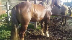 Жеребец к жеребцу привели кобылицу