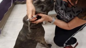 Кане корсо. Шада. Чистим уши.