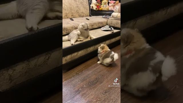 Кот плюс щенки смотреть онлайн