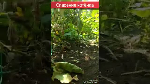 Спасение котёнка