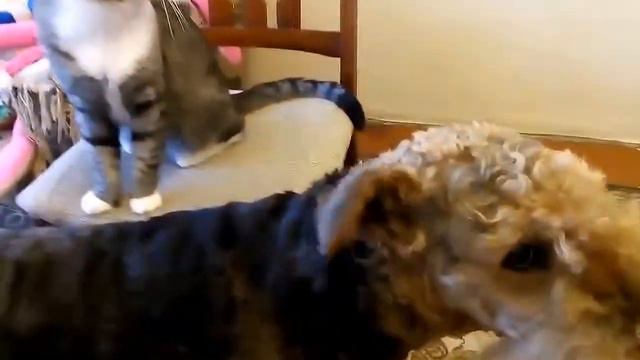 Коты против собак 4