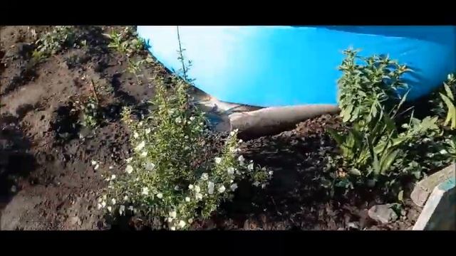 Дачные Хроники 12июня наши 7соток ЧТО сделано#ОбзорДачи  #ДачаСадОгород #ЛюбимаяДача   #Мойцветник