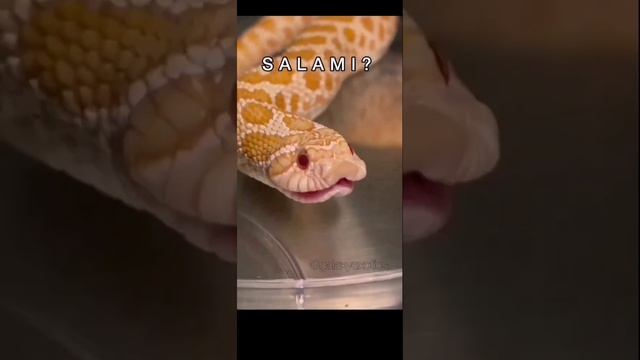 Did somebody say salami? 1hour edition смотреть онлайн