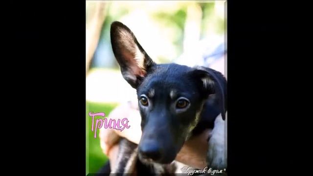 Москва. Грей и Гриня в добрые руки отдам! смотреть онлайн