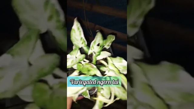 VARIETIES OF SYNGONIUM with names n care tips😊 смотреть онлайн
