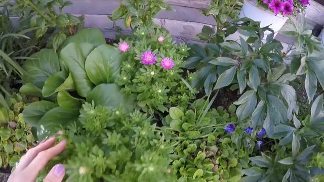 18 АВГУСТА.ОБЗОР КЛУМБ,КАШПО,ТЕПЛИЦЫ.2020 смотреть онлайн