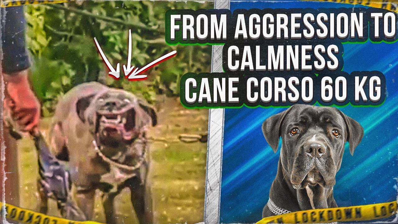 From aggression to calmness(Cane corso 60 kg) смотреть онлайн