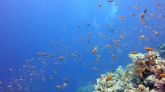 Sharm El Sheikh - Dive at Shark and Jolanda Reef - June 24th, 2019 смотреть онлайн