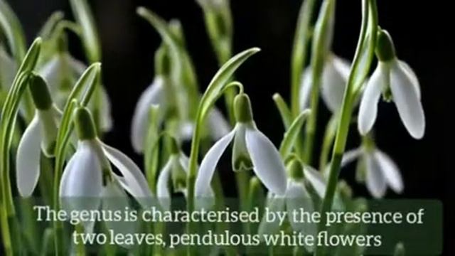 SNOWDROP / GALANTHUS смотреть онлайн