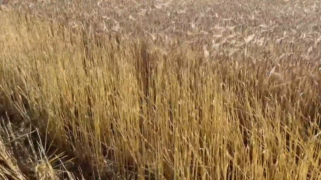 Уборка 2021 Ячмень сгорел смотреть онлайн