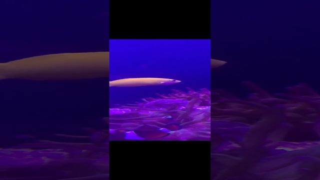 Рыба клоун смотреть онлайн