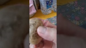 Картофель семенной "Гулливер"