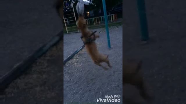 Тренировка питбуля Каха ! смотреть онлайн