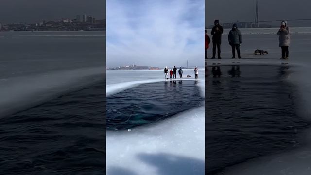 В Приморье и в океанариум ходить не нужно чтоб посмотреть на белух смотреть онлайн