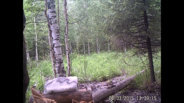 Видеоловушка НП "Таганай" №13 - Лосиха с лосятами смотреть онлайн