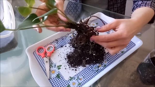 Пересадка Антуриума, в домашних условиях смотреть онлайн