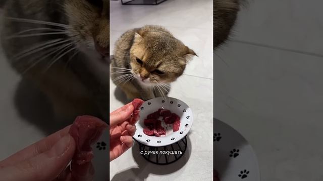 Пушистый влог🐈Тиффани погрызла занавески😼 смотреть онлайн