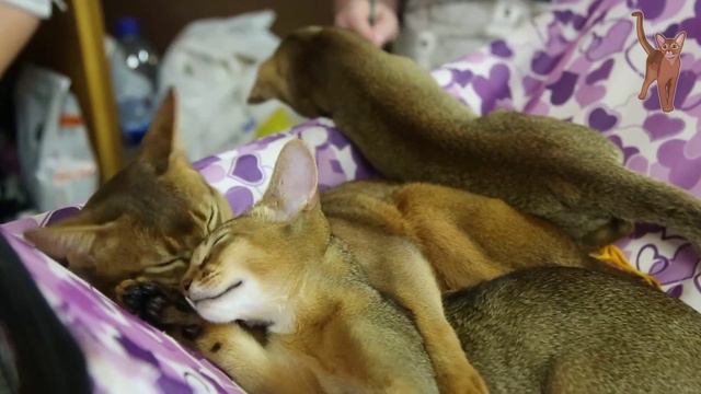 Abyssinian cats: father and son [kotopurrs] смотреть онлайн