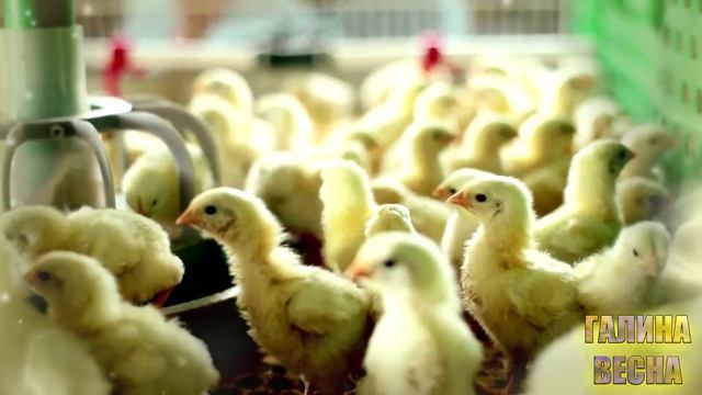 ВСЯ ПРАВДА О КУРИНОМ МЯСЕ!!! ВРЕД куриного мяса. смотреть онлайн