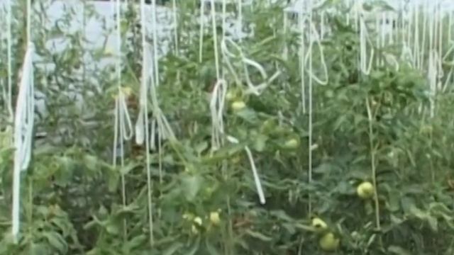 Для любителей томатов: основные условия успеха смотреть онлайн