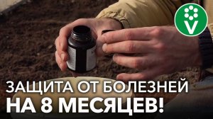 ОДИН РАЗ ПОМЫЛ ТЕПЛИЦУ ЭТИМ СРЕДСТВОМ И ЗАБЫЛ О БОЛЕЗНЯХ ТОМАТОВ И ОГУРЦОВ!