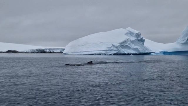 Горбатый кит в Антарктике 04.01.2023 смотреть онлайн