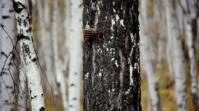 Смешные животные: бурундуки в уральском лесу | Ураловед смотреть онлайн