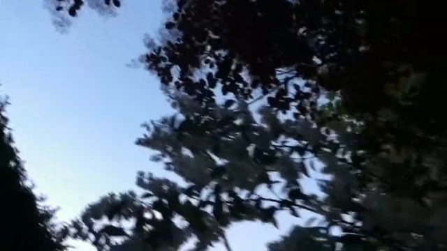 Deutzie 'Deutzia scabra Plena' et Cotinus les nuages rouges font de l'ombre aux perles blanches смотреть онлайн