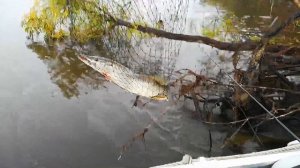 Рыбалка на севере. ХМАО. Каменное. Обь. Протока Фура.