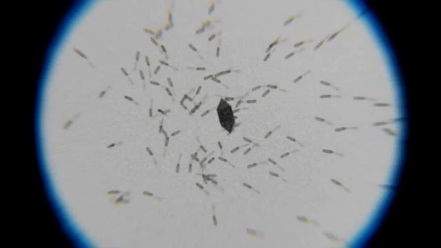 Chemotaxis: Bacteria attracted by a sugar crystal смотреть онлайн