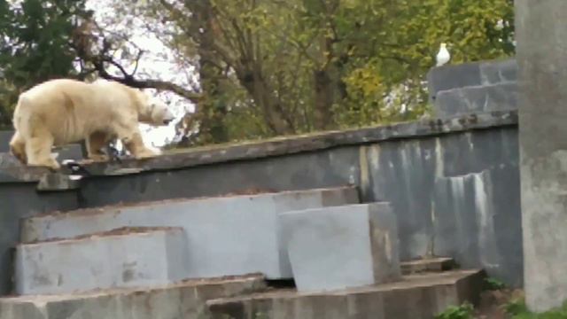 Поездка в Варшавский зоопарк 1 часть. смотреть онлайн