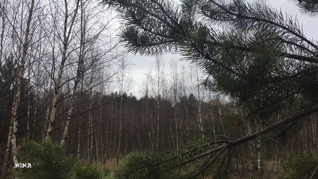 Послушайте Красивую Душевную МУЗЫКУ, Прогуливаясь Лесом Раннею Весной! смотреть онлайн