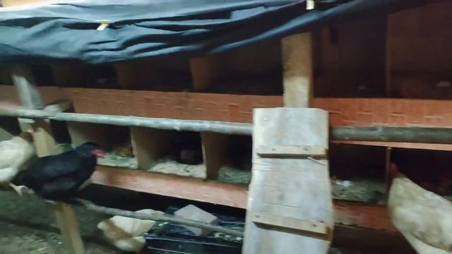ЗИМНИЙ Курятник СВОИМИ РУКАМИ ДЛЯ НЕСУШЕК на 100 КУР смотреть онлайн