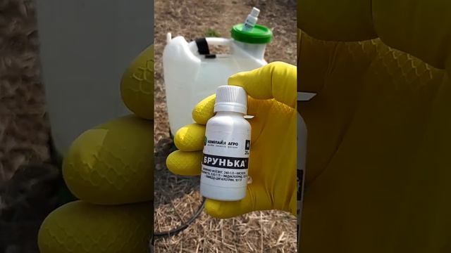 Чим кропити сад весною хороший припарат Брунька смотреть онлайн