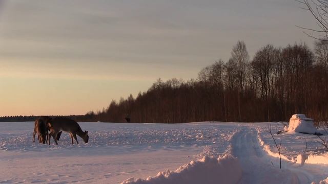 Охота на оленей смотреть онлайн