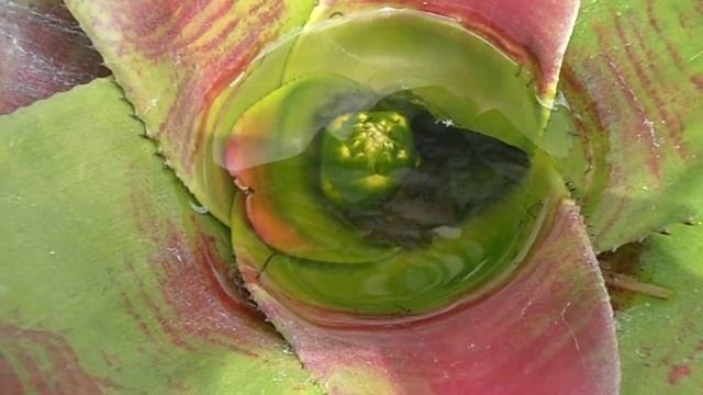 NEOREGELIA: Neoregelia johannis (www.riomoros.com) смотреть онлайн