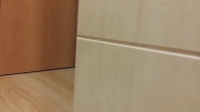 Как напугать кота! смотреть онлайн