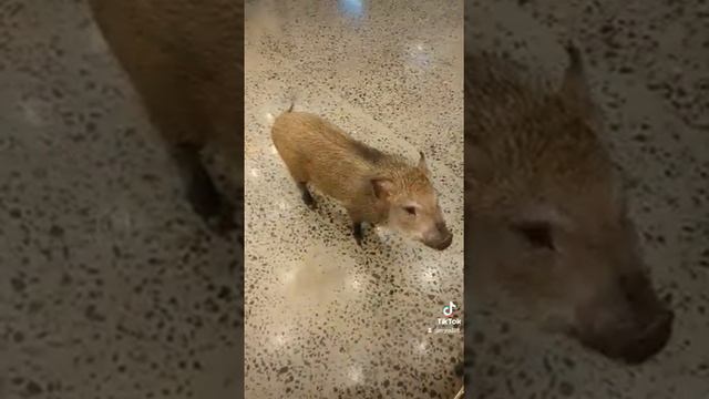 Мини-пиг дружочек 🐽💟 лучшая порода собаки 🍯 смотреть онлайн