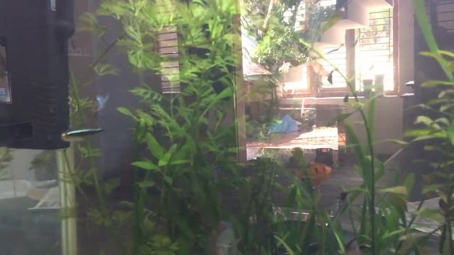 Tuxedo koi guppi смотреть онлайн