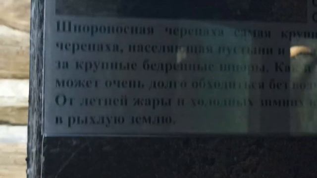 Экскурсия в Красноярский зоопарк "Роев ручей". 1 часть смотреть онлайн
