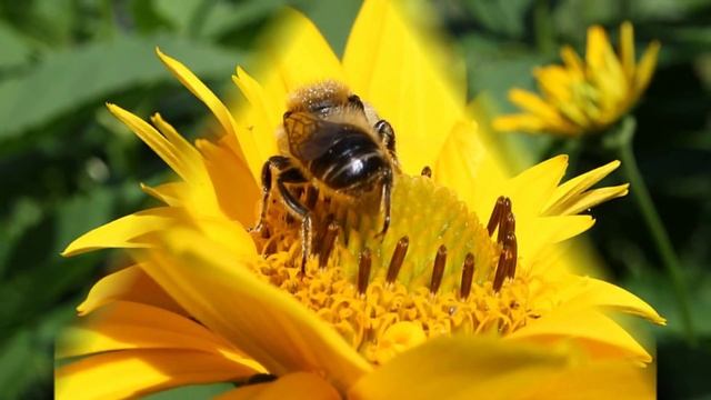 Garten-Sonnenauge (Heliopsis helianthoides) смотреть онлайн