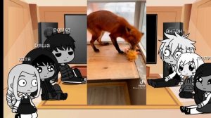 Реакция Tiny bunny на Т/И ( 1 ч . )