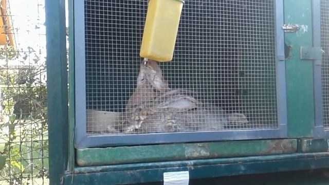 РАЗВОДИТЕ КРОЛИКОВ!!!!♡болталка♡ смотреть онлайн