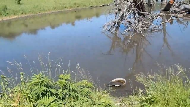 РЫБАЛКА весной Дремучее царство черепашье государство. Рыбалка на болотных черепах. Живите в Кайф! смотреть онлайн