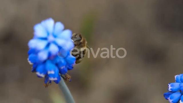Bee on the Muscari Flower | Stock Footage - Videohive смотреть онлайн