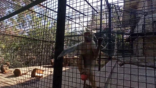 Ялтинский зоопарк 